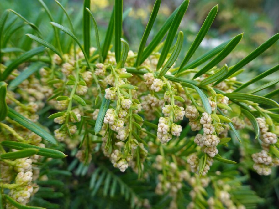 low maintenance shrubs 07