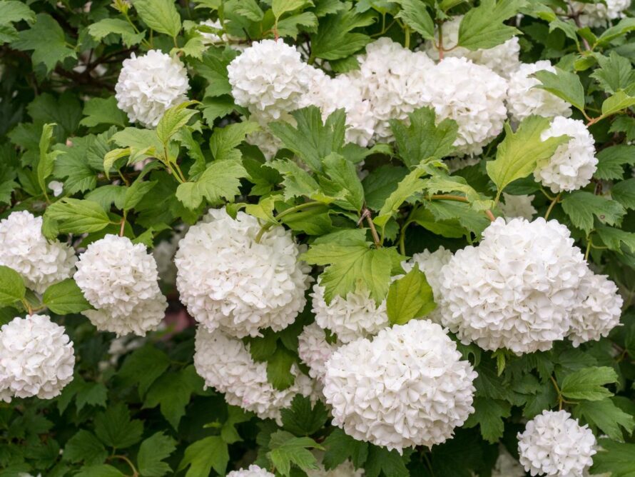 low maintenance shrubs 08