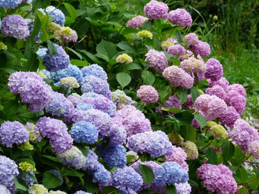 low maintenance shrubs 09