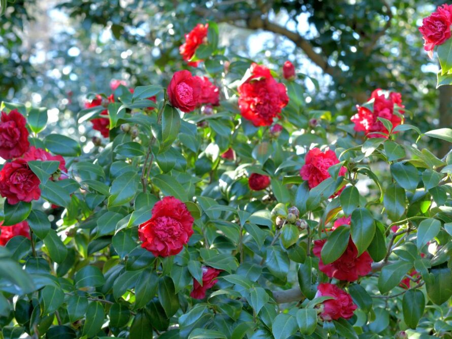 low maintenance shrubs 10