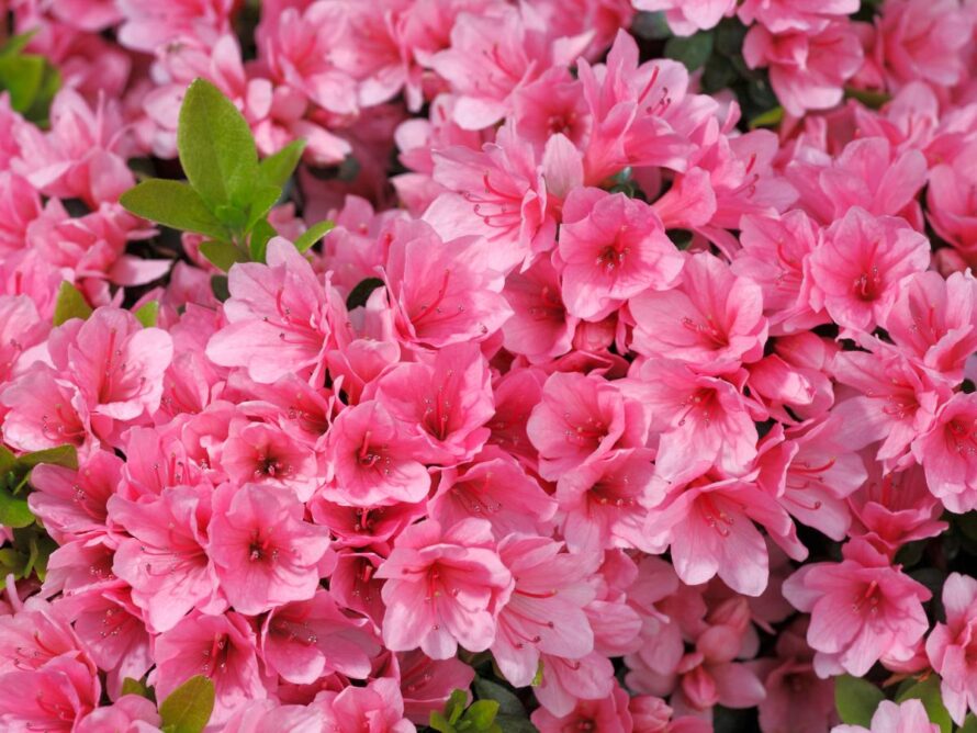 low maintenance shrubs 11