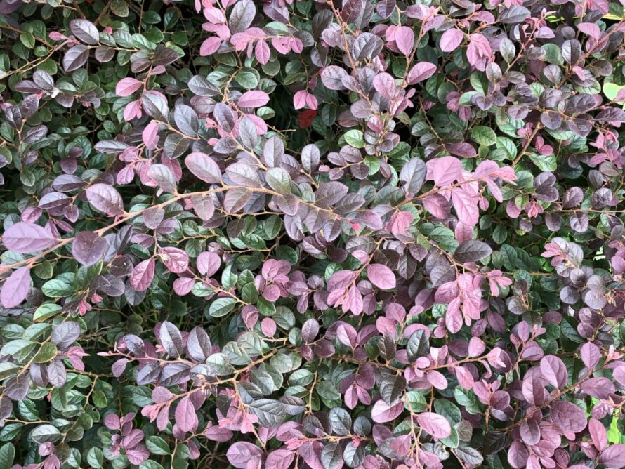 low maintenance shrubs 12
