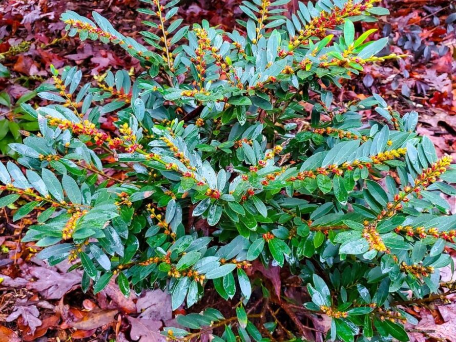 low maintenance shrubs 13