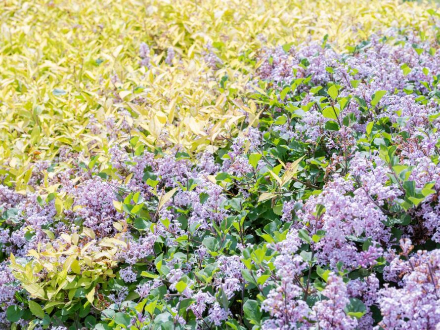low maintenance shrubs 14