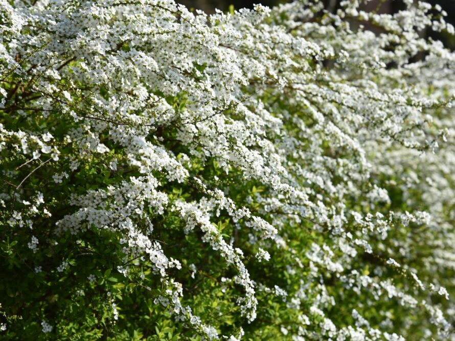 low maintenance shrubs 15