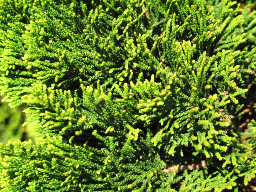 low maintenance shrubs 16