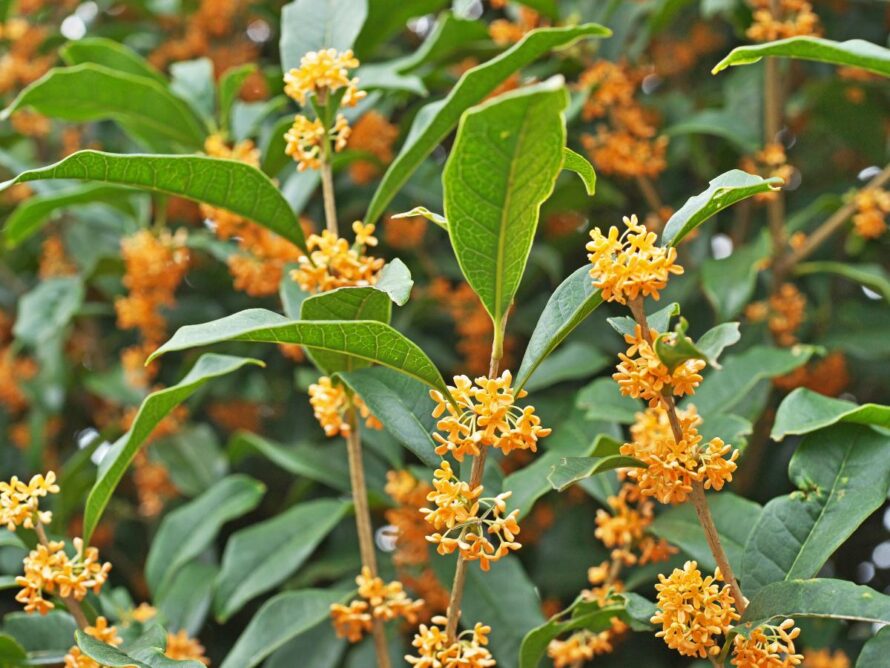 low maintenance shrubs 17