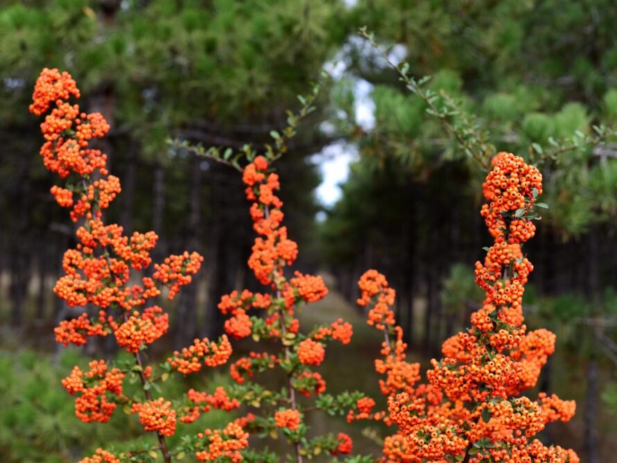 low maintenance shrubs 18