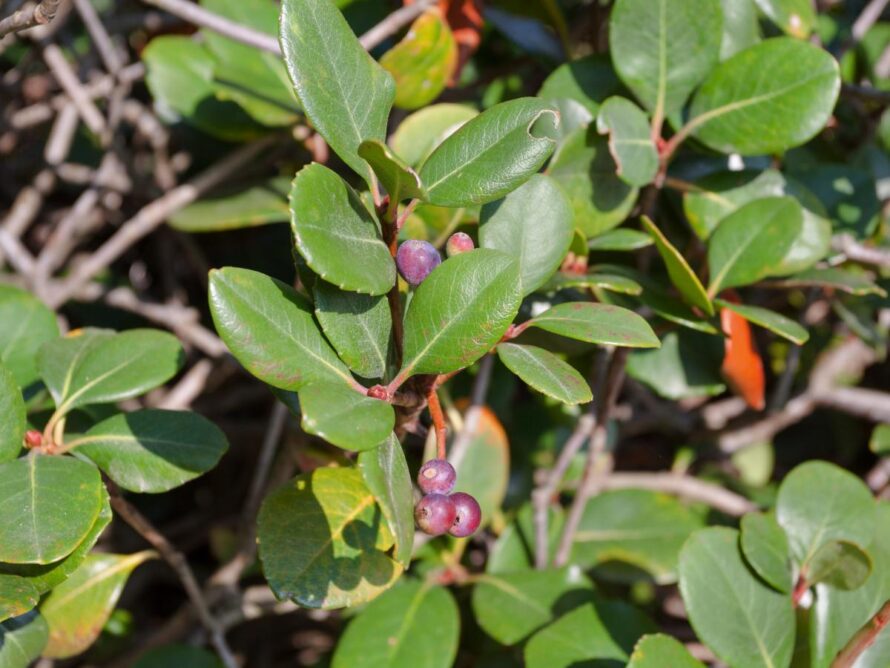 low maintenance shrubs 19
