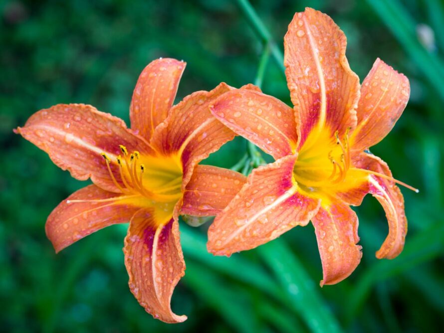 plants that grow in clay 10