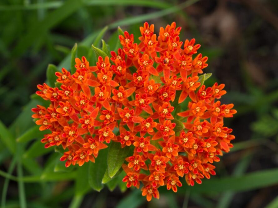 plants that grow in clay 15