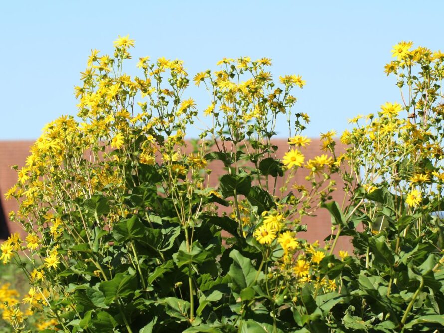 plants that grow in clay 20