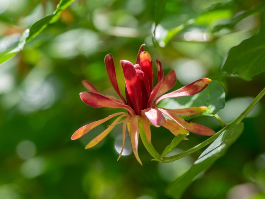 shade loving shrubs 01
