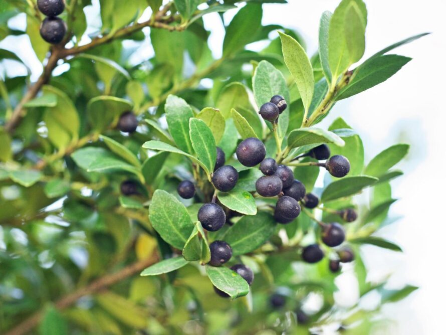 shade loving shrubs 02