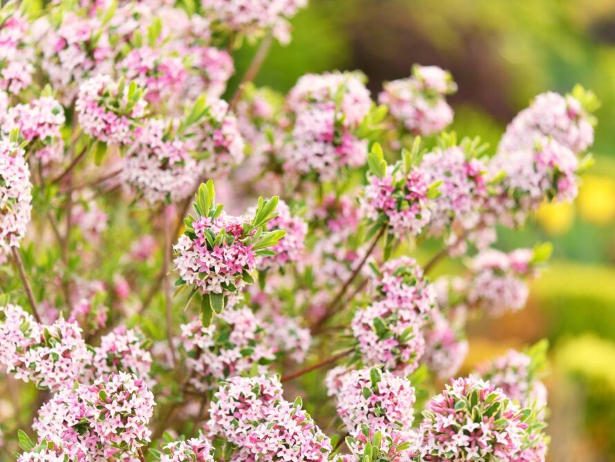 shade loving shrubs 03