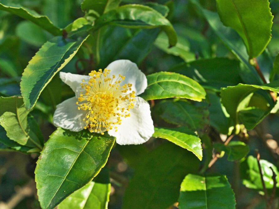 shade loving shrubs 04 1