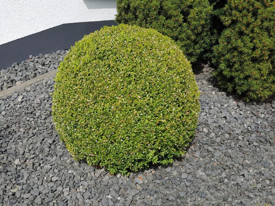 shade loving shrubs 05