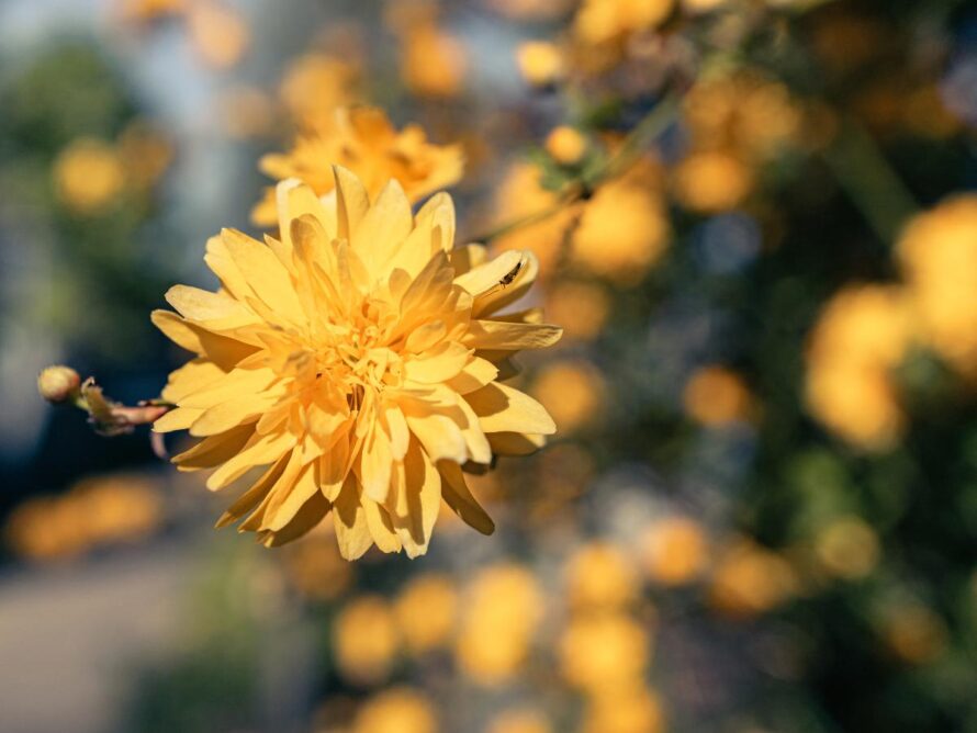 shade loving shrubs 07