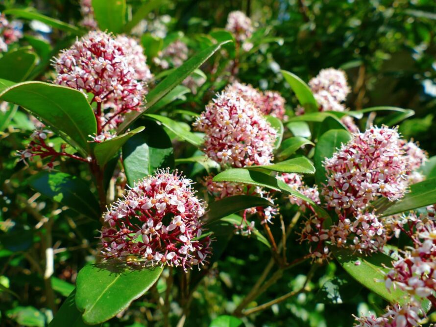shade loving shrubs 08