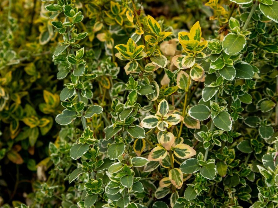 shade loving shrubs 09