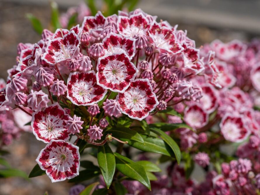 shade loving shrubs 10
