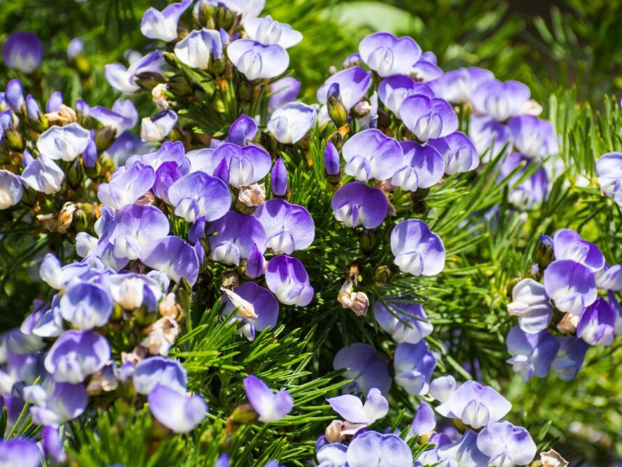 shade loving shrubs 11
