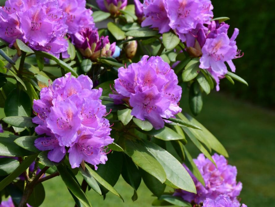 shade loving shrubs 12