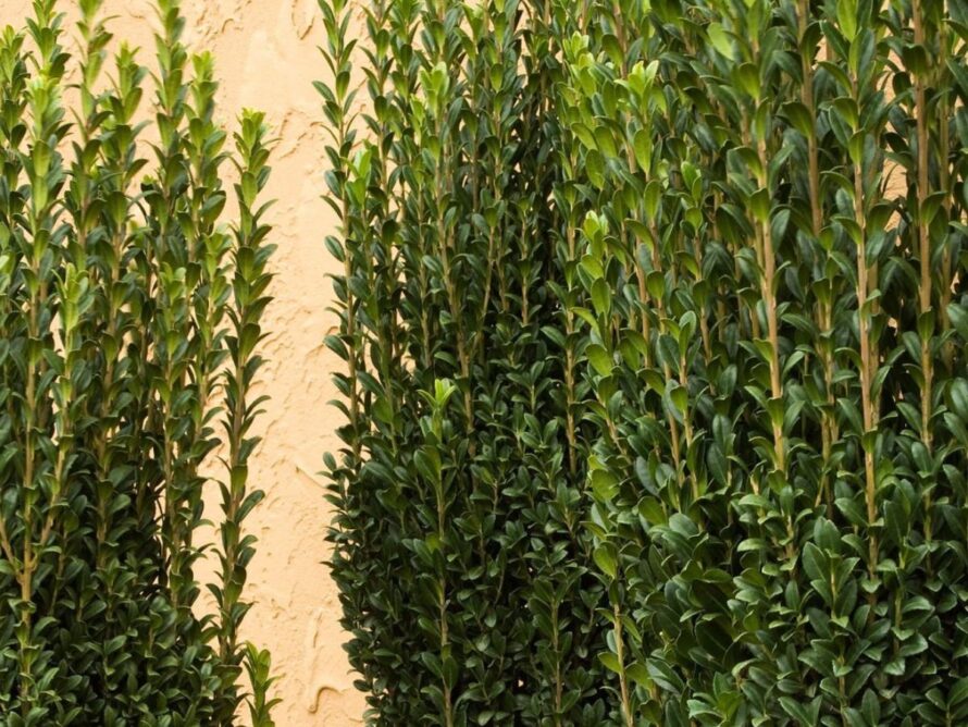 shade loving shrubs 13