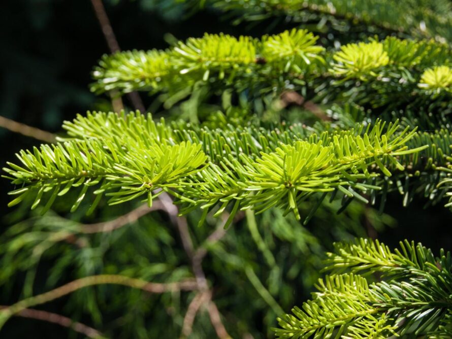 shade loving shrubs 14
