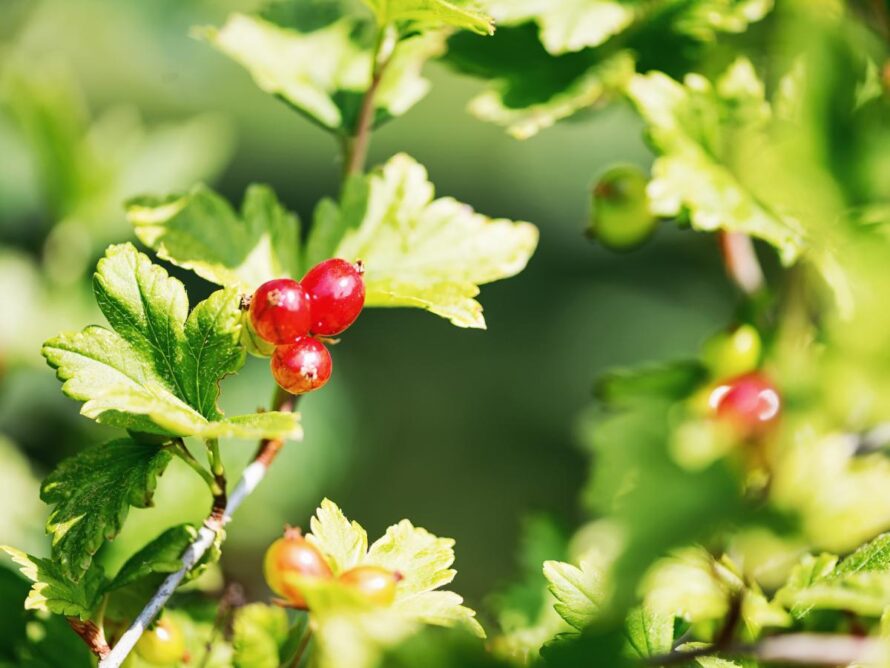 shade loving shrubs 15