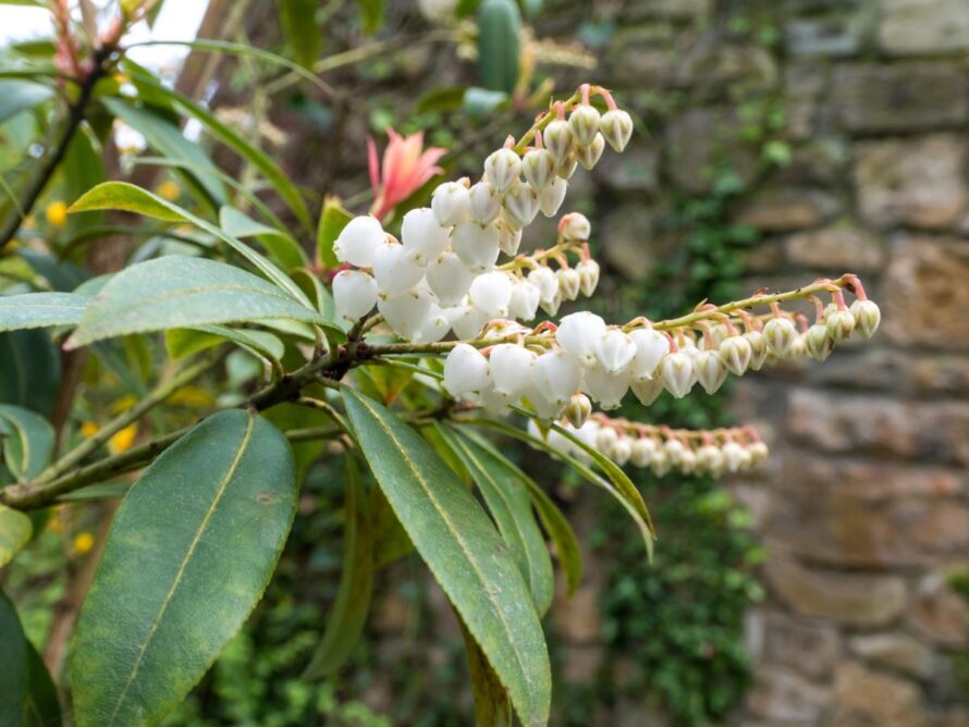 shade loving shrubs 16
