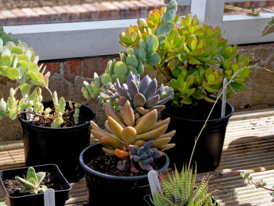 affordable backyard ideas 08