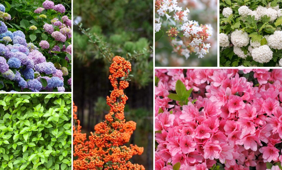 low maintenance shrubs