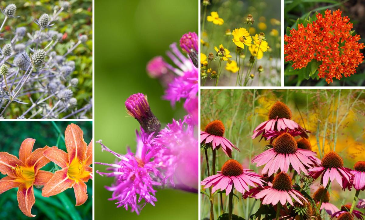 plants that grow in clay soil