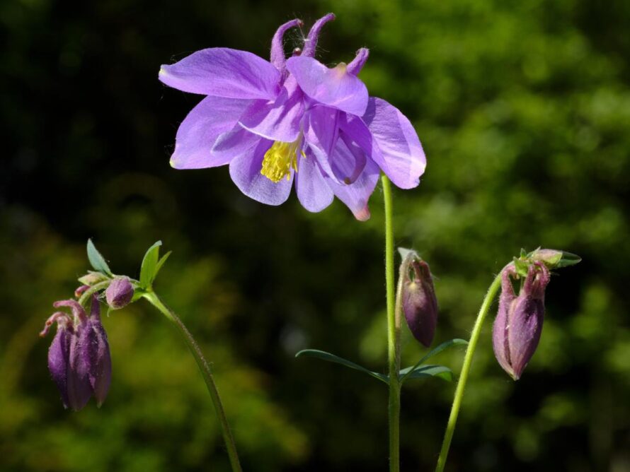shade loving perennials 01