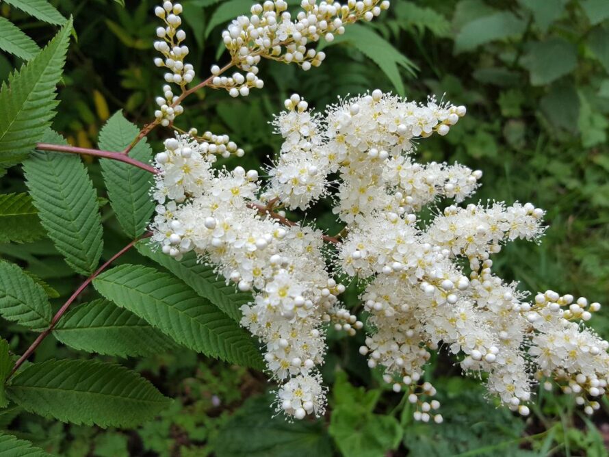 shade loving perennials 02