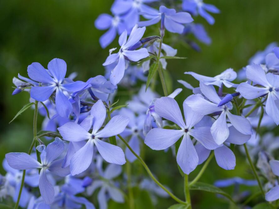 shade loving perennials 03