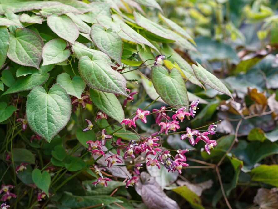 shade loving perennials 04