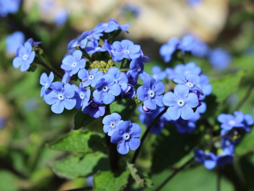 shade loving perennials 06