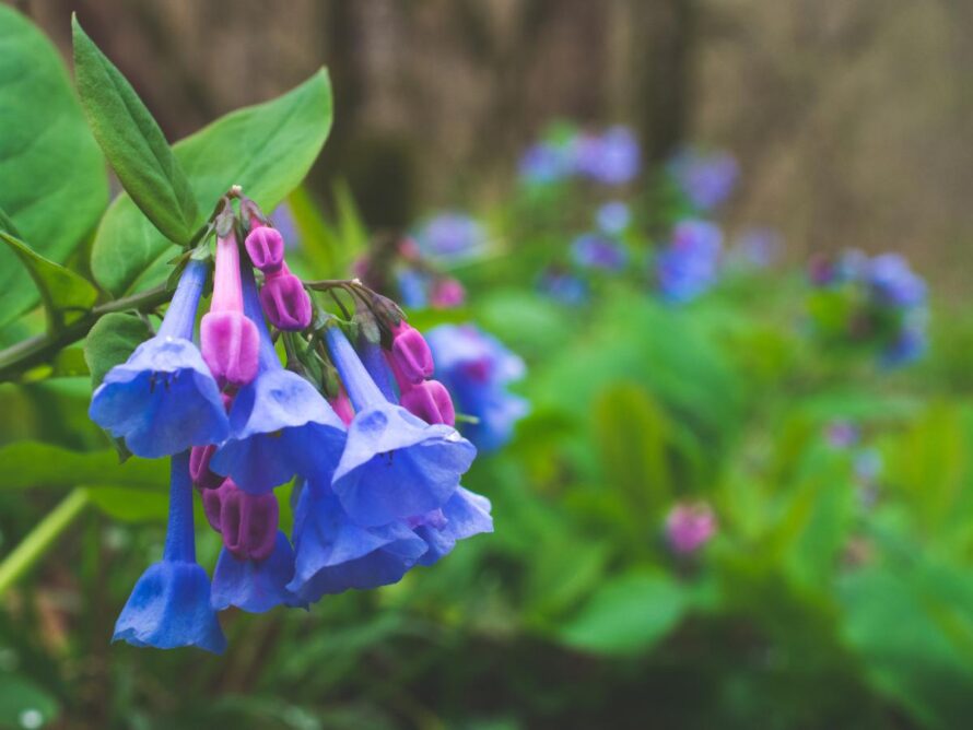 shade loving perennials 07