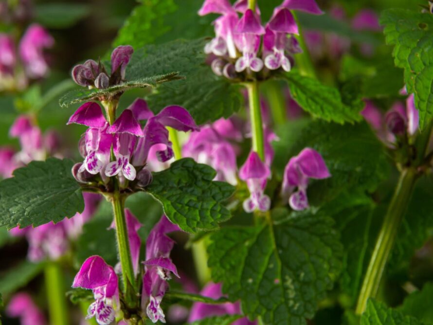 shade loving perennials 08