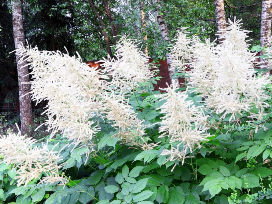 shade loving perennials 09