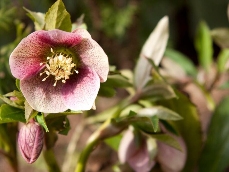 shade loving perennials 10