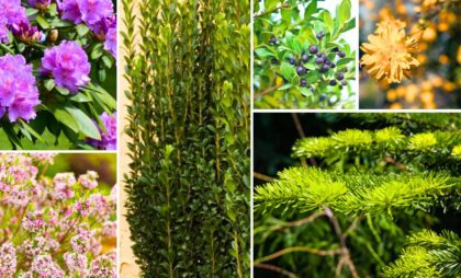 shade loving shrubs