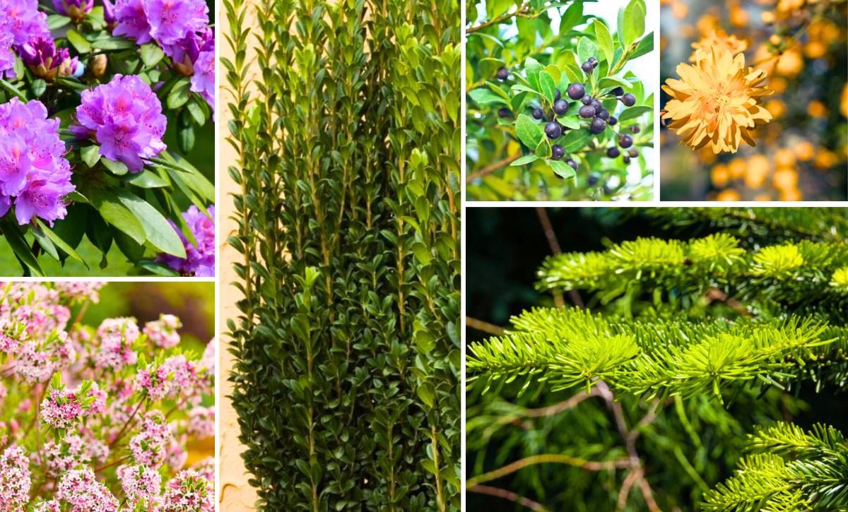 shade loving shrubs