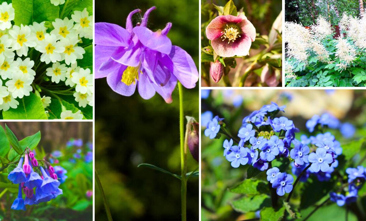 shade loving perennials