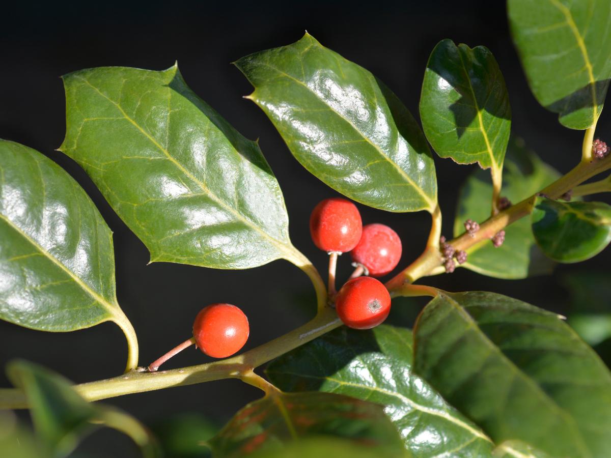 fast growing evergreen trees 01