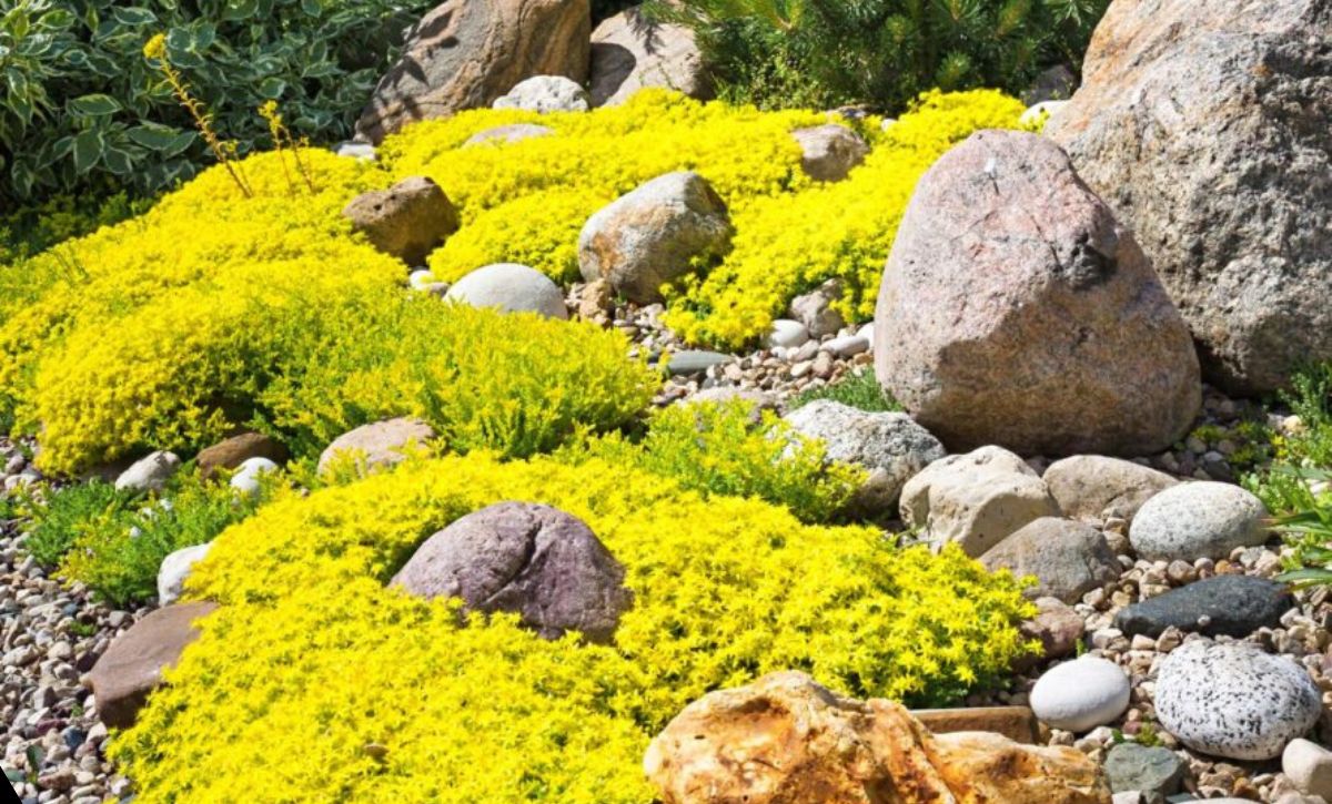 xeroscape backyard ideas