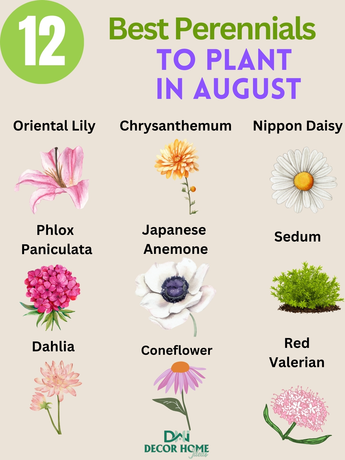 12 Colorful Perennials to Plant in August for a Vibrant Fall Garden