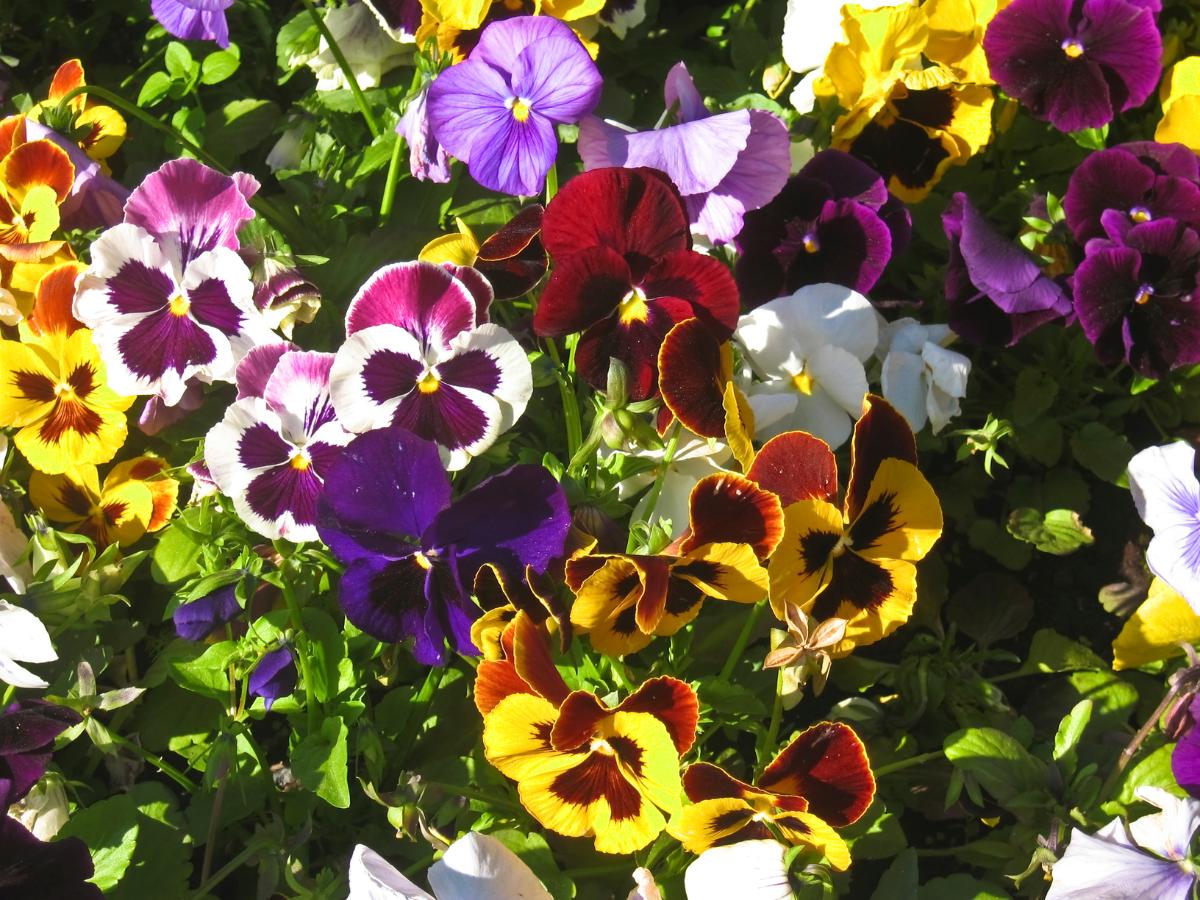 weekend diy garden projects for August 14